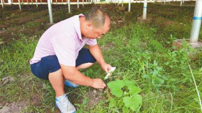 村民在光伏大棚里采摘竹荪