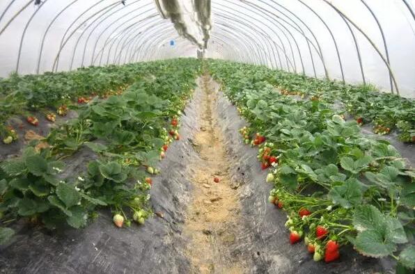 温室大棚种植草莓