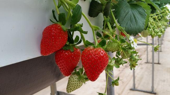无土栽培草莓