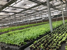 2019新型农业蔬菜温室